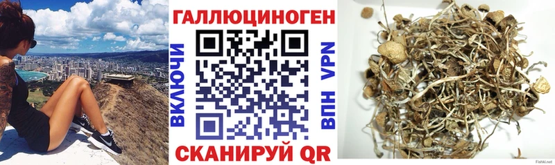 как найти закладки  Белоозёрский  Псилоцибиновые грибы Cubensis 